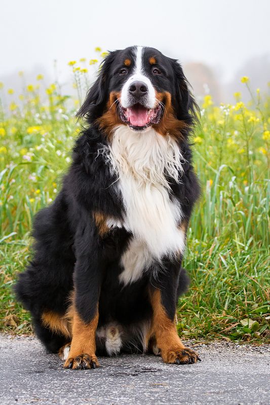 Berner Sennenhund